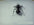 Solar Ant Baby Electronic Pet Toy